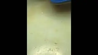 iPhone xs max Face iD repair #Short