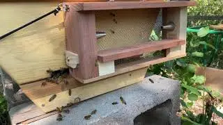 Prevent Honeybee Hive Robbing w/ the Robber Bee Scout Trap® !