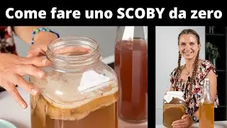 How to Make a SCOBY from Scratch » Homemade Kombucha
