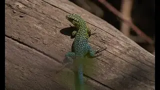 Lagartija