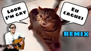 Gatinho canta 
