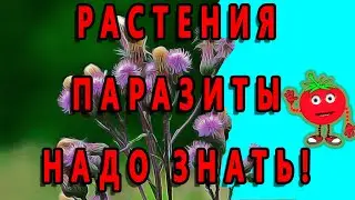 РАСТЕНИЯ ПАРАЗИТЫ НАДО ЗНАТЬ!