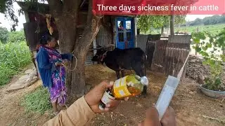 पशुओं में तीन के बुखार का ईलाज #three days sickness fever in cattle #animal treatment #fever