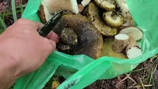 Белый гриб.Тихая охота.Казань.15.08.24