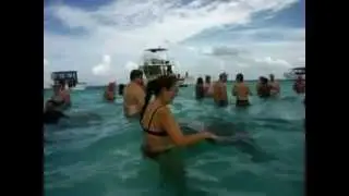 stingray city grand cayman world famous