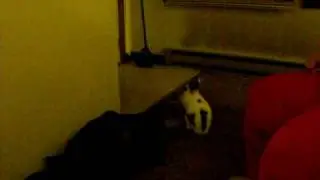 bunny binking