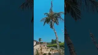 Tropical Summer Kish | تابستان کیش