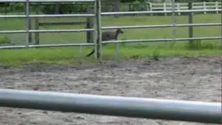 How high can kangaroos jump?