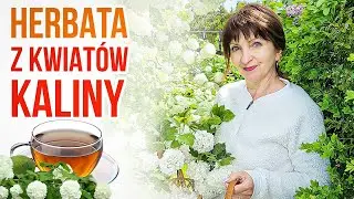 🍀KALINA - ZDROWA i pyszna herbata z KWIATÓW.  Kwiaty suszone i fermentowane.