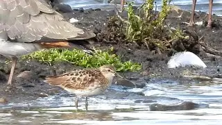 Long toed Stint on Astley Lake, 10th October, 2021