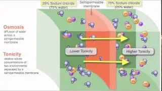 07 Part 1   Cell Structure and function   Types of Transport   Dr Essam Ibrahim   علوم صحية