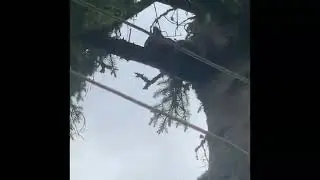 На даче новая соседка…