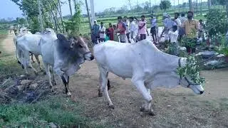 Banjara Seetla Festival l sithla panduga  సీత్లా పండుగా Latest Video Sheetla Panduga సీత్లా పండుగ