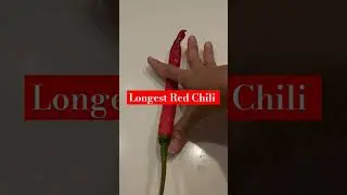 Longest red chili #trending #gardening shorts #shortsvideo #shorts