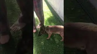 Loki & Kiki