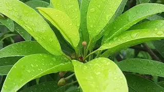 #barish #rain #rainsounds