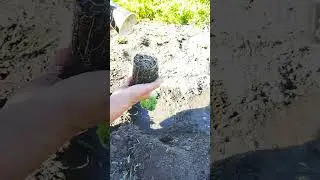 Пришло время посадки огурцов#shorts#Курская область# 25 мая 2024 гг.