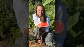 Улучшаем плодородие почвы