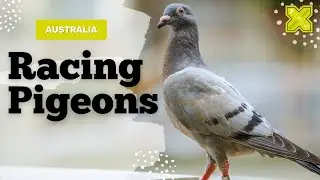 The Exciting World of Racing Pigeons in Australia | Nadia Pets Cross