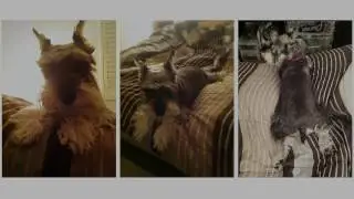Miniature schnauzer - digging his own bed