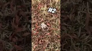 Is this bad for fishing? Why are all of the catfish dying in my pond?