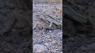 Regal Horned Lizards fight!