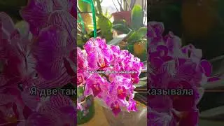Азиатские #орхидеи с вариегатными листьями🌸Сого Вивьен и Чиа Е Енлин🍀 #фаленопсис #цветы #растения