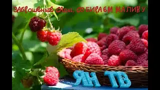 В садах