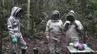 The bees