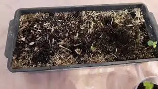 Ежевика из корневых черенков
