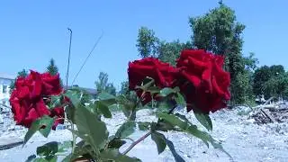 Разрушение школы им. В.И.Ленина (г.Почеп Брянская область)