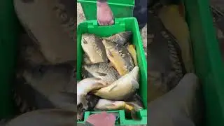 Платная рыбалка, пруд Чёрные камни 10.05.23. Добавили карпа.