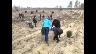 Посадка леса