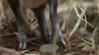 Mouse Deer Breeding and Reintroduction in the wild by Telangana State Forest Department