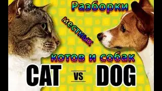 Кошки Сердито Нападают На Собак Смешная Подборка 2022