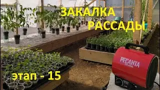 Закалка рассады перед высадкой в теплицу и открытый грунт