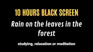 🌧️RAIN🌧️ on 🍃LEAVES🍃 in 🌳FOREST🌳