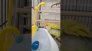 Banana Birdie’s tiny tub, shower time 🦜💦 #foryouシ #cute #lovebirds #birdlife  #goodvibes #cutebird