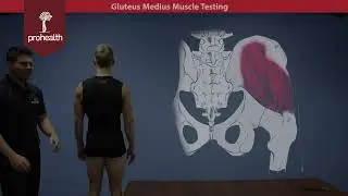 Gluteus Medius Muscle Test Palp DR Nikita Vizniak Muscle Manual