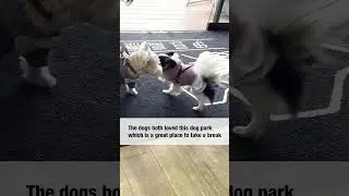 Japan has great dog hotels in paradise