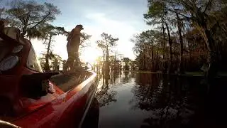 Bass and Frogs