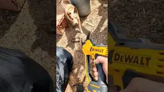 Most Dangerous Tool Made    #dewalt