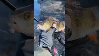 🔥 ПОКЛЕВКА за ПОКЛЕВКОЙ 🎣 