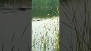 Бобр