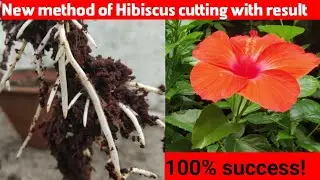 New method || गुड़हल की कलम लगाने का आसान तरीका || Easiest way to grow Hibiscus from cutting