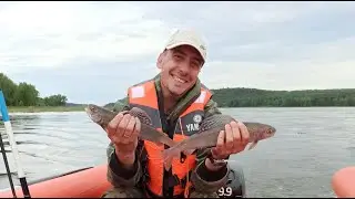 Ловля хариуса на Енисее после запрета 2021. БОЛЬШАЯ И МУТНАЯ ВОДА, БУДЕТ ЛИ КЛЕВ?