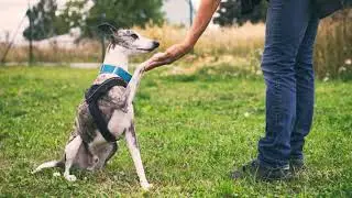 Florida's Dog Racing Ban Means Thousands of Greyhounds Will Be Put Up for Adoption