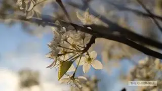 Mason in Bloom