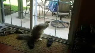 Cat vs. Fly