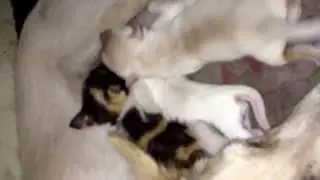 Dog breastfeeds an orphan kitten
